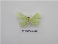 藏品(尺蛾255)的圖片